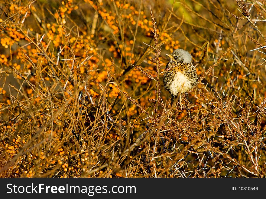 Fieldfare bird sitting in a tree on a branch