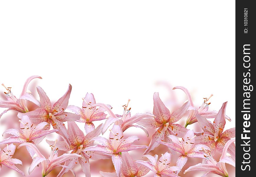 Pink flowers isolated over white