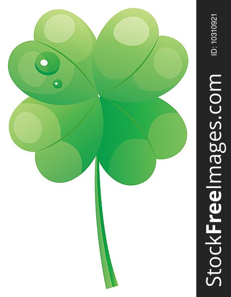 Four Leaf Clover with water drops  in a white background. Four Leaf Clover with water drops  in a white background