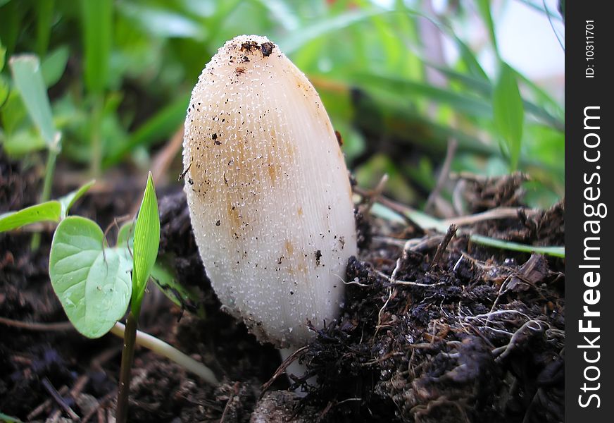 Small white mushroom comming out of the ground