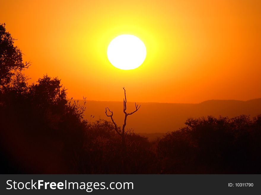 African Savannah Sunrise