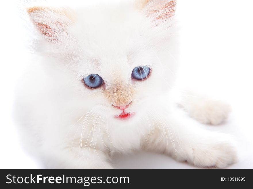 A cute white kitten, isolated