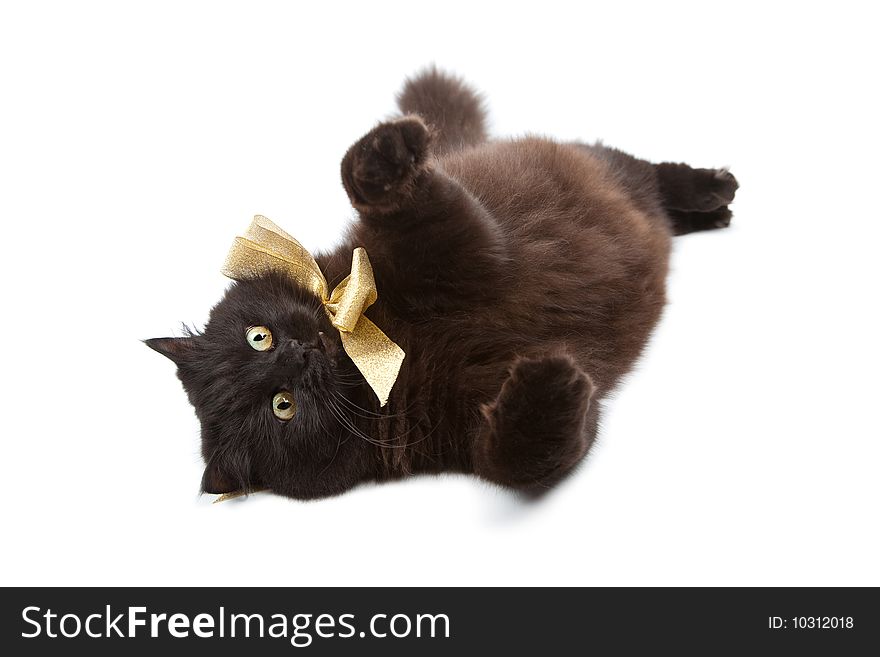 Black cat wearing golden bow isolated