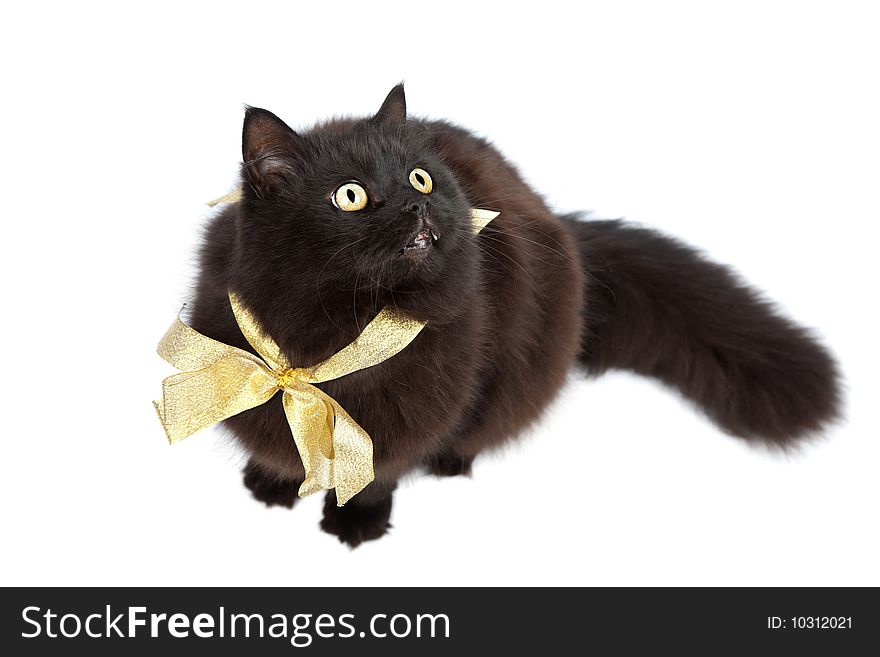 Black cat wearing golden bow isolated over white