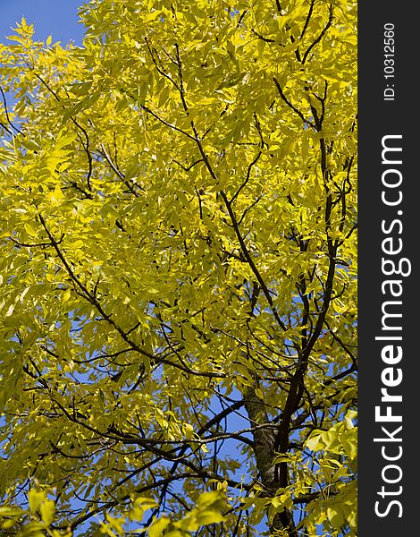 Yellow autumn tree against blue sky