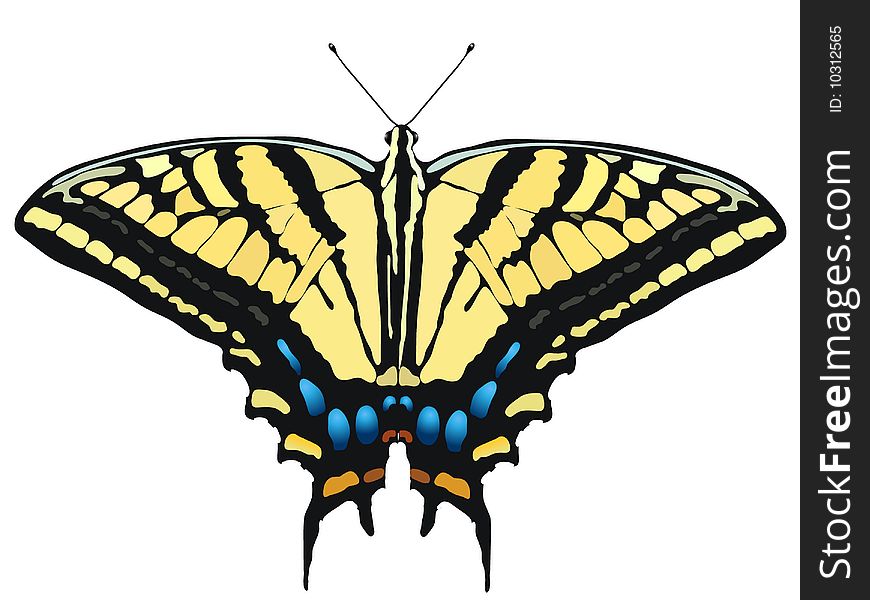 Vector Illustration Of Butterfly