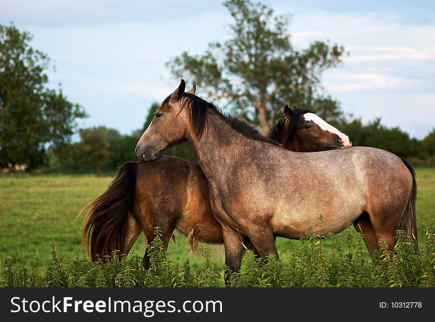 Two horses cleaning/scratching each other in a field in England. Two horses cleaning/scratching each other in a field in England