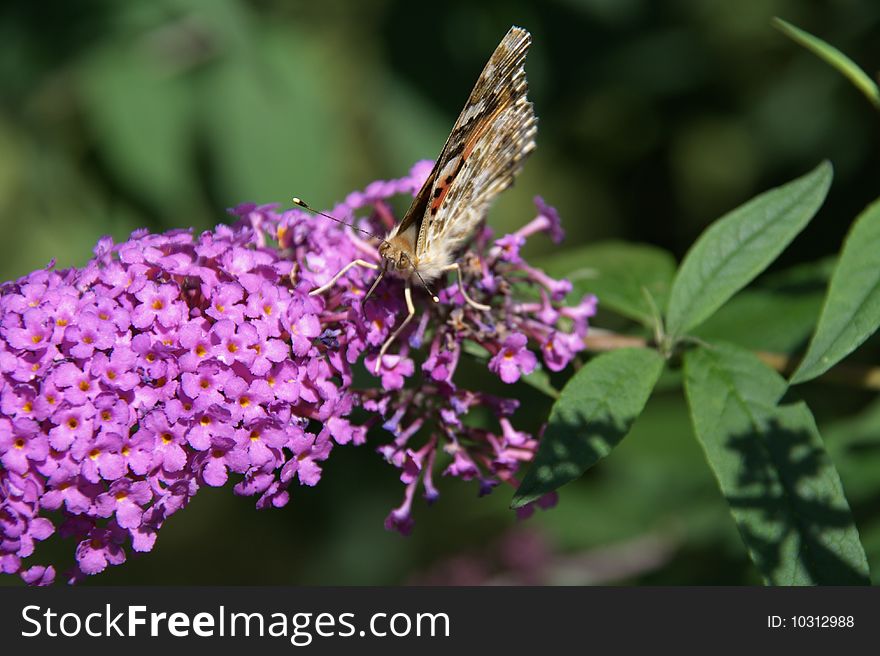 A vanessa cardui called butterfly on a lilac plant.