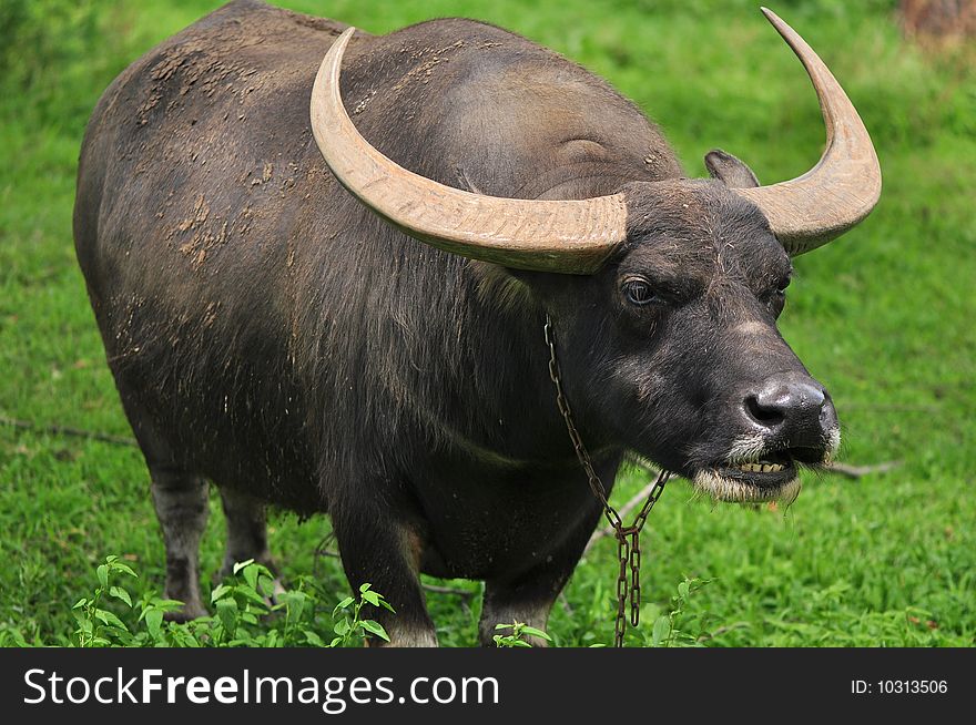 The buffalo posed fiercely at the photographer while being photographed. The buffalo posed fiercely at the photographer while being photographed