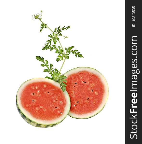 Two watermelon halves with vine isolated on white background