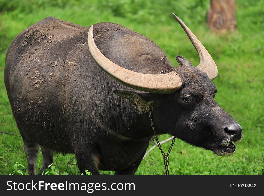 The buffalo posed fiercely at the photographer while being photographed. The buffalo posed fiercely at the photographer while being photographed