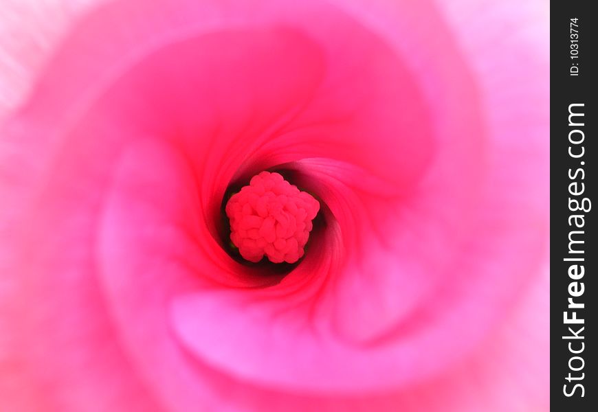 Closeup shot of a pink flower with the lower half cropped out.