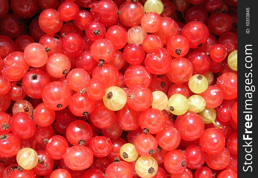A LOT OF BERRIES OF RED CURRANT.