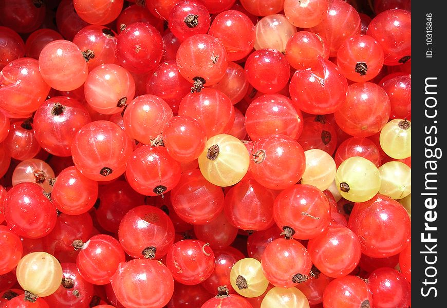 Alot of berries of red currant.