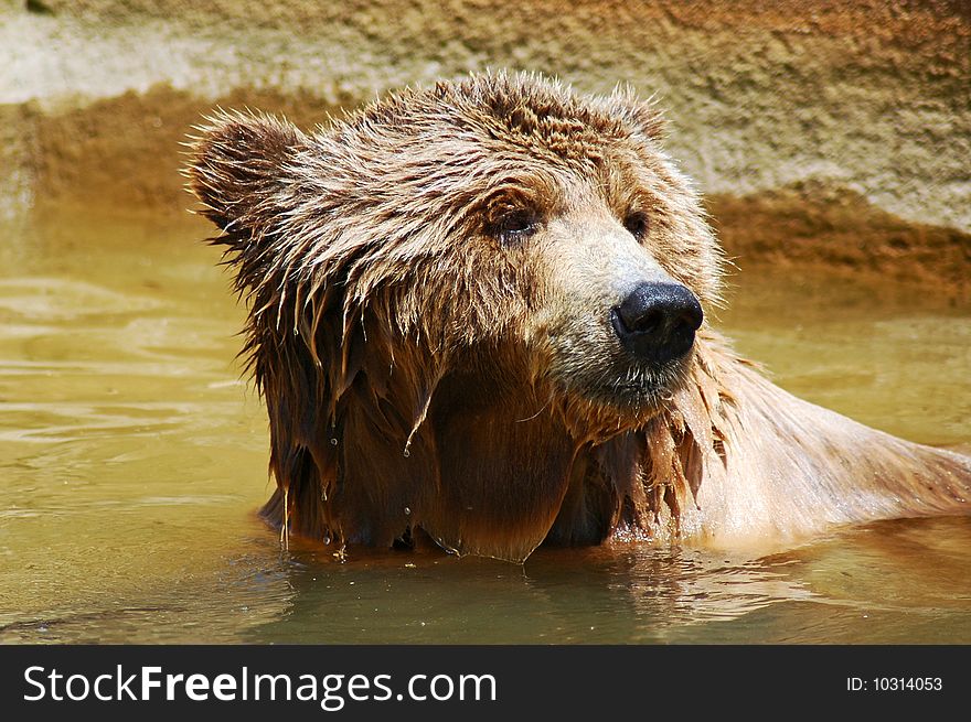 Brown bear cooling off from the summer heat.