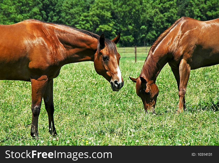 Two horses eatting in the pasture. Two horses eatting in the pasture.