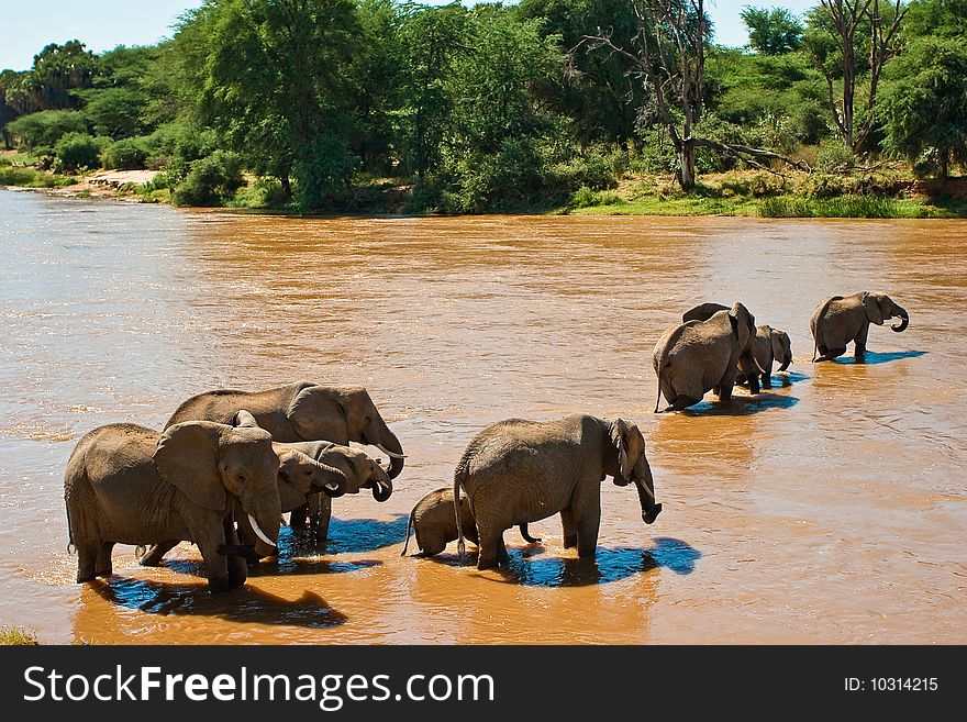 Elephant family crossing the river