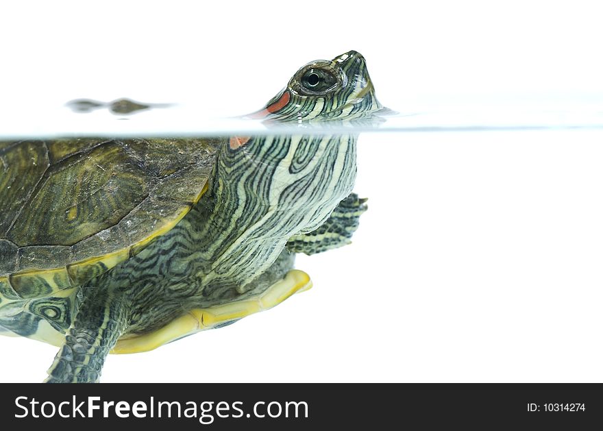 Swimming turtle on white background