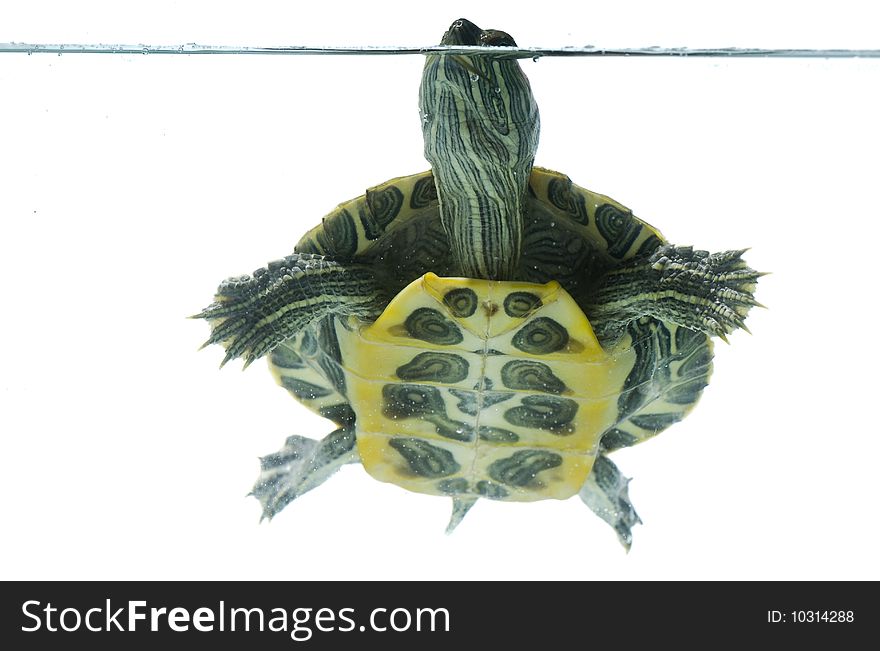 Swimming turtle on white background
