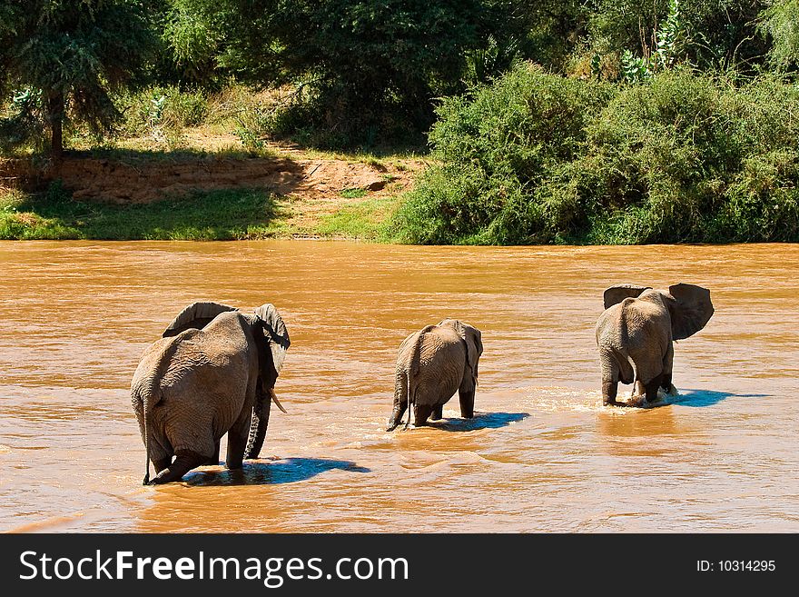 Elephant family crossing the brown river. Elephant family crossing the brown river