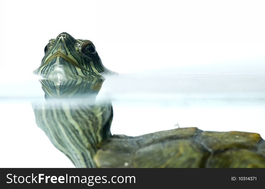 Swimming turtle on white background