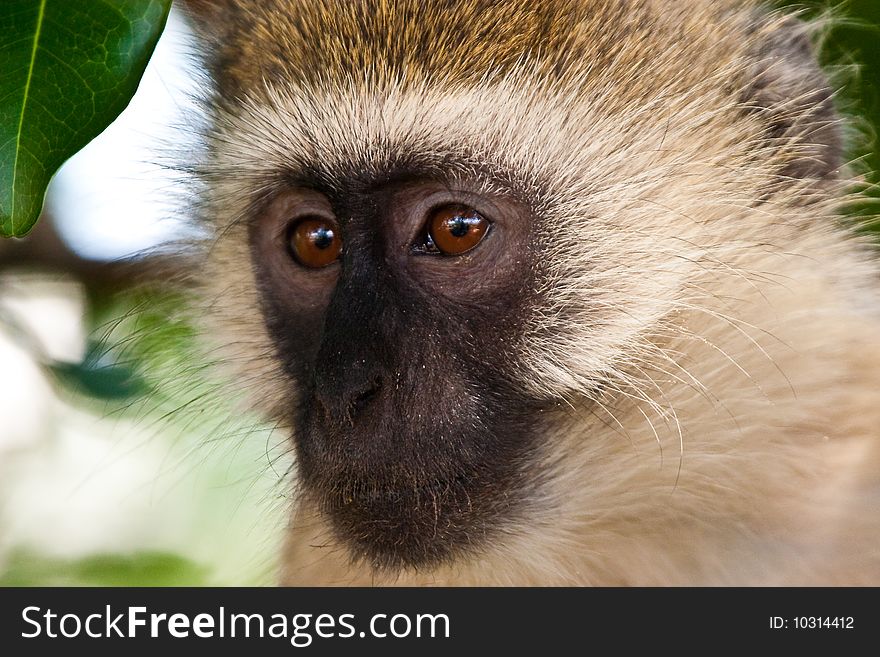 Monkey face seen in closeup