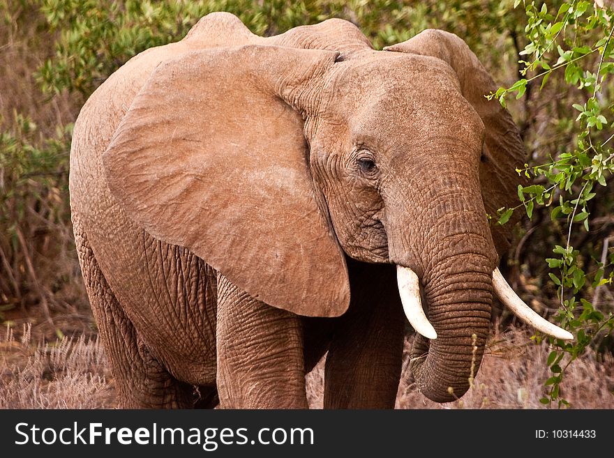 Young elephant walking in the bush of africa