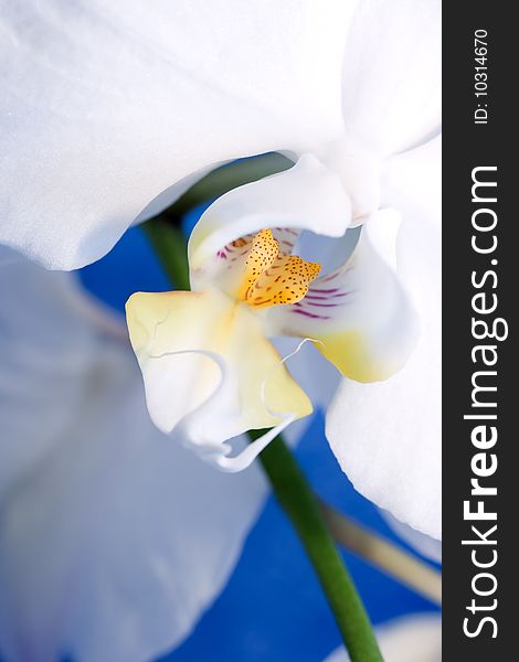 White Orchid On Blue