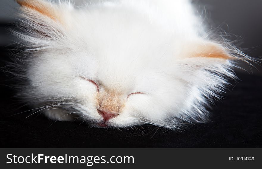 A pretty little cat sleeping, on black background