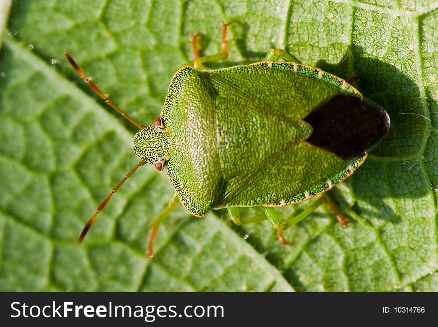 Green stink shield bug on a leaf