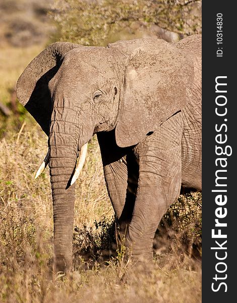 Elephant walking in the bush