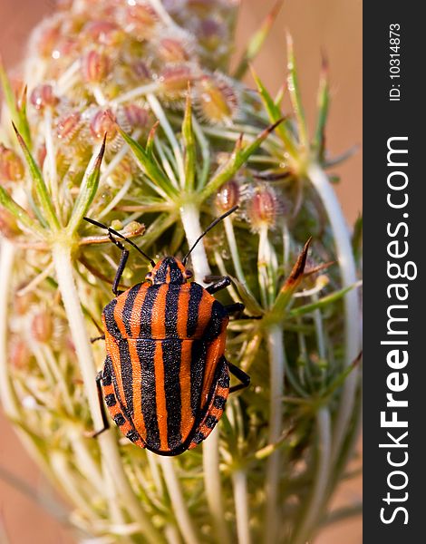 Black and red striped shield bug on a flower