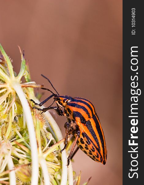 Black and red striped shield bug on a flower