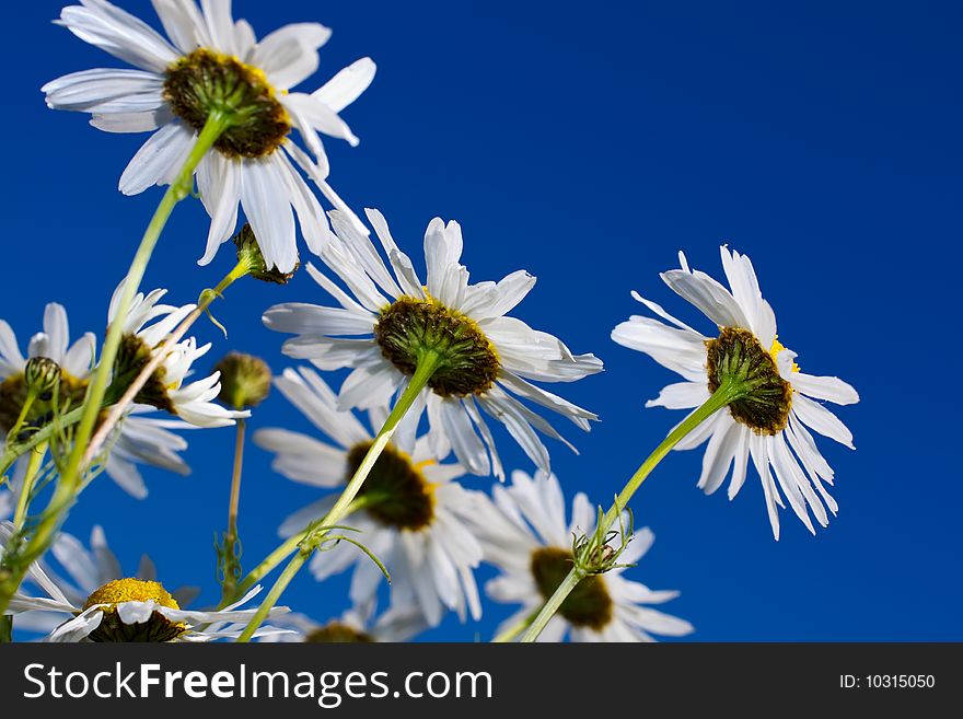 Beautiful white flowerses of the daisywheel on background blue sky