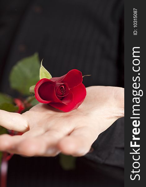 Man, holding a beautiful red rose on his open palm. Man, holding a beautiful red rose on his open palm