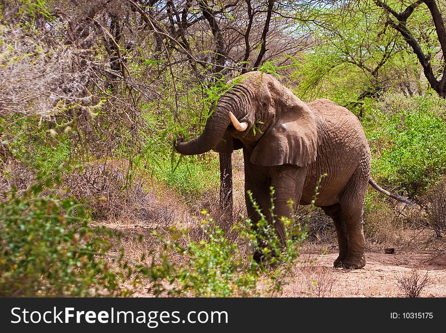 Elephant walking in the bush of africa