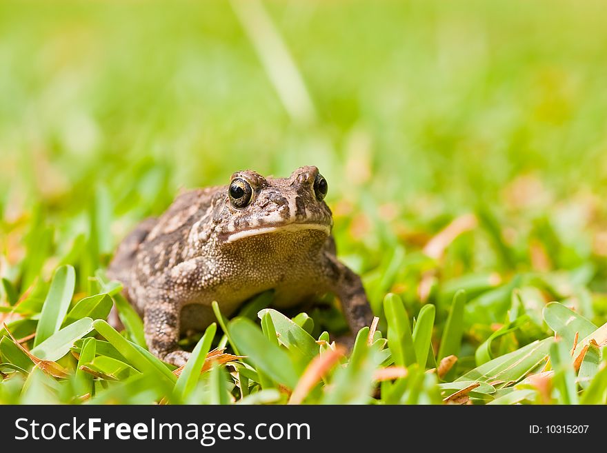 Striped frog sitting in the green grass. Striped frog sitting in the green grass