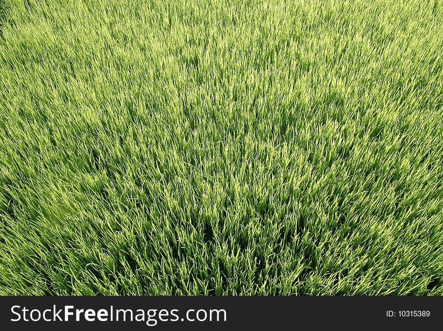 Young rice plants in nursery