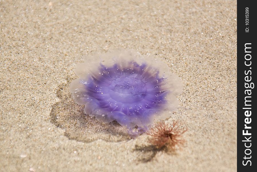 Jellyfish of violet colour on shoal after outflow