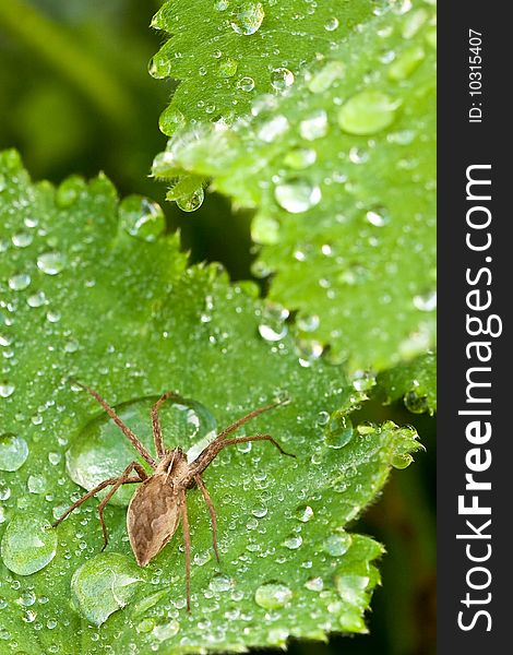 Brown spider walking on a leaf with water drops