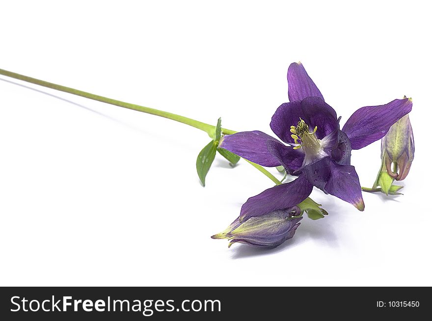 Lilac flower which is represented on a white background.