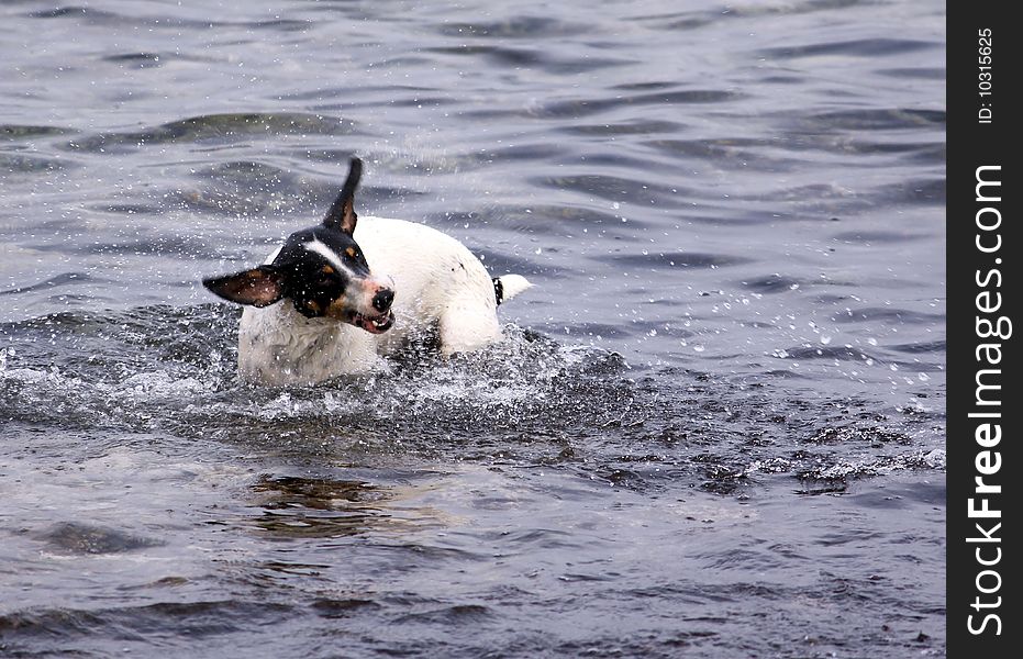 A dog having a swim shaking the water off it's coat, slight shake blur on the face. A dog having a swim shaking the water off it's coat, slight shake blur on the face