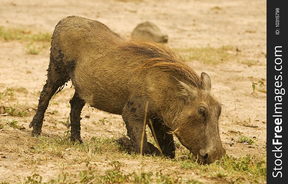 Warthog grazing at game park