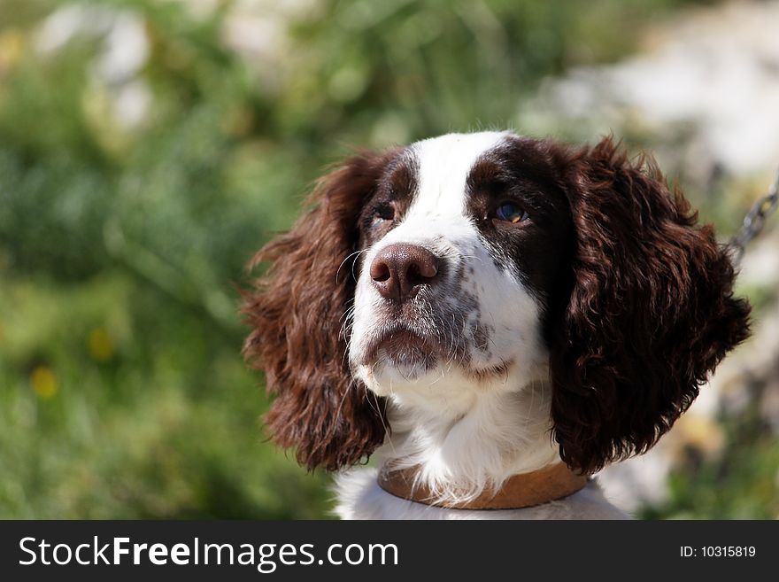 A portrait of a beautiful coker spaniel dog with and injured eye with focus on it's nose and mouth. A portrait of a beautiful coker spaniel dog with and injured eye with focus on it's nose and mouth