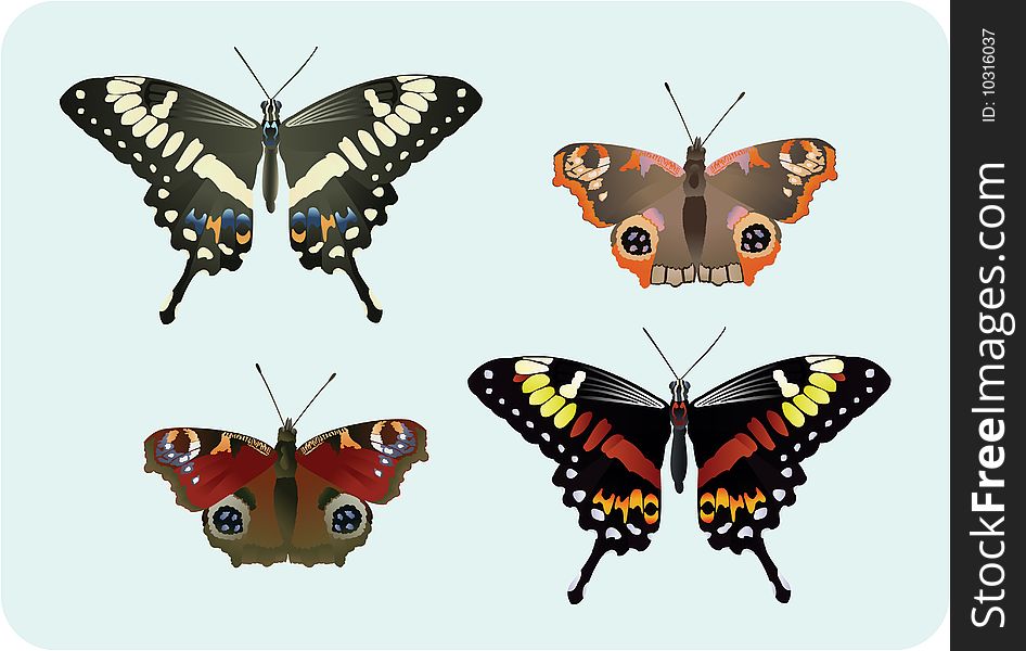 Four beautiful butterflies in many different colors. Four beautiful butterflies in many different colors