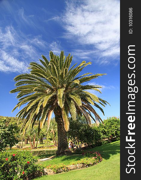 Mediterranean palm in a green garden and deep blue sky