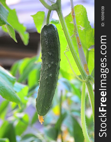 The green cucumber lays on a grapevine