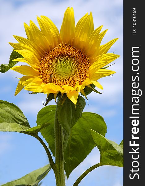 Fresh sunflower with light blue sky close up