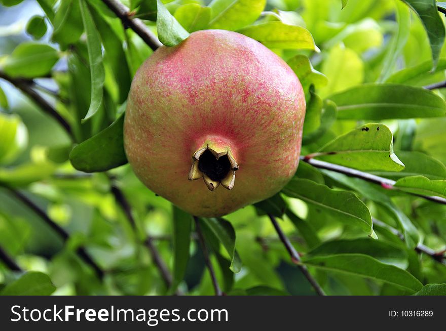 Fruit of pomegranate on a branch