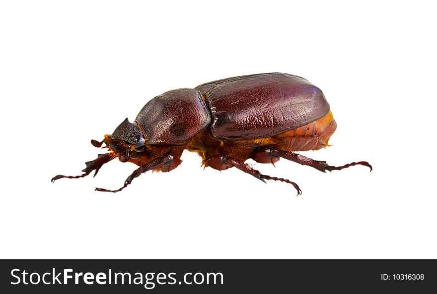 Brown beetle side view, isolated on white